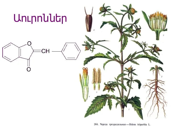 Աուրոններ