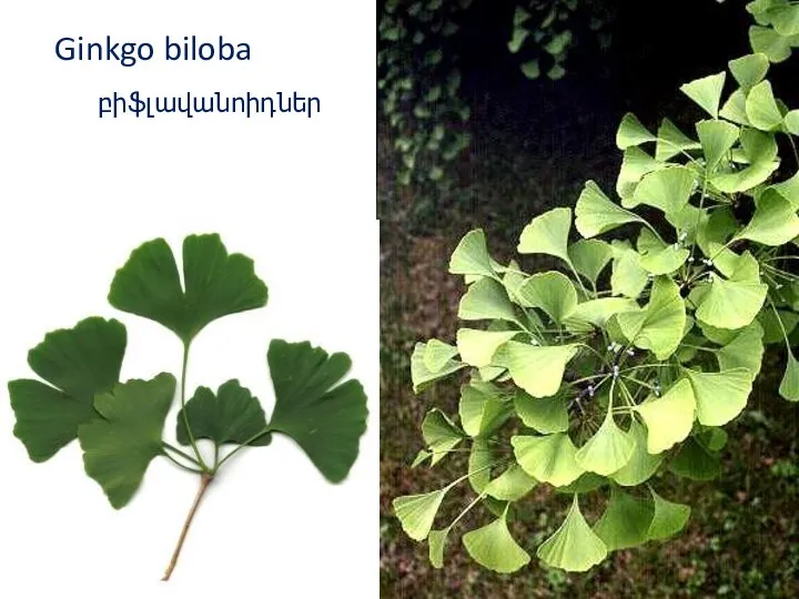 բիֆլավանոիդներ Ginkgo biloba