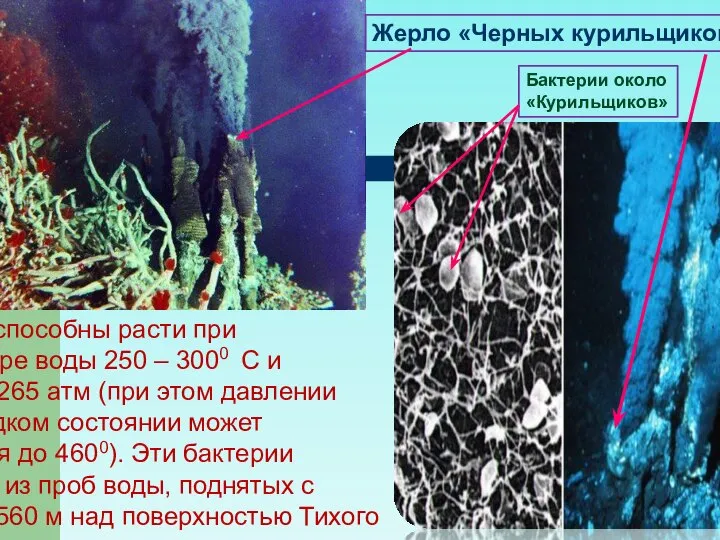 Бактерии способны расти при температуре воды 250 – 3000 С и