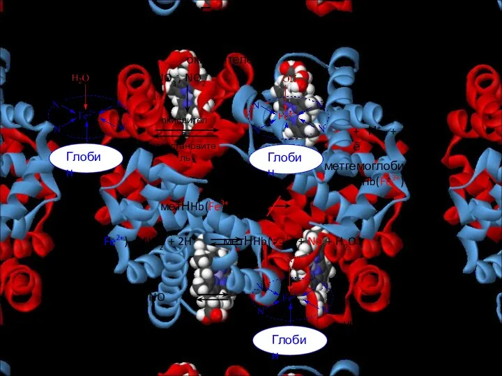 Влияние окислителей Глобин Гемоглобин окислитель восстановитель + Н+ + ē NO3-,