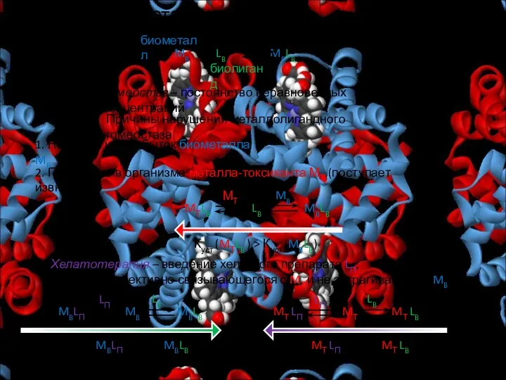 Металлолигандный гомеостаз биометалл биолиганд Гомеостаз – постоянство неравновесных концентраций 2. Появление