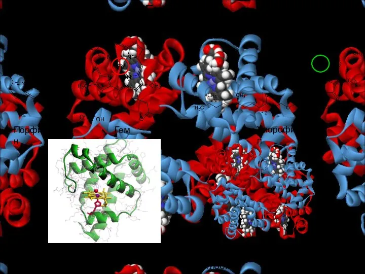 Гемоглобин Порфин Гем B Хлорофилл Миоглобин: гем В + глобин Гемоглобин: