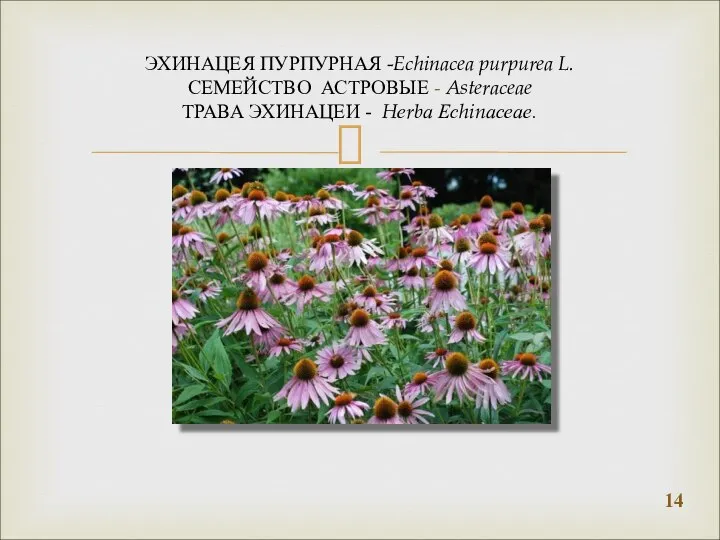 ЭХИНАЦЕЯ ПУРПУРНАЯ -Echinacea purpurea L. СЕМЕЙСТВО АСТРОВЫЕ - Asteraceae ТРАВА ЭХИНАЦЕИ - Hеrbа Есhinасеае.