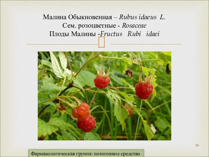 Малина Обыкновенная – Rubus idaeus L. Сем. розоцветные - Rosaceae Плоды