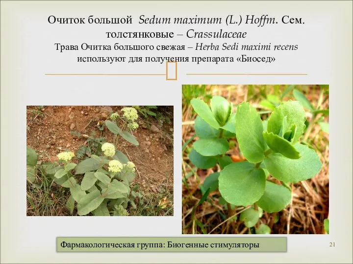 Очиток большой Sedum maximum (L.) Hoffm. Сем. толстянковые – Crassulaceae Трава