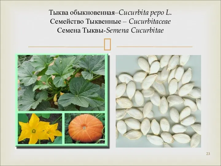 Тыква обыкновенная–Cucurbita pepo L. Семейство Тыквенные – Cucurbitaceae Семена Тыквы-Semena Cucurbitae