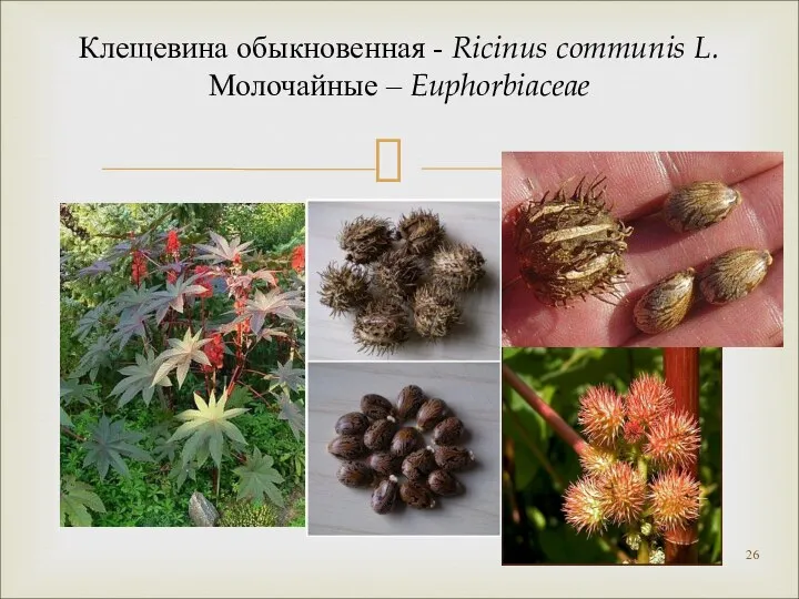 Клещевина обыкновенная - Ricinus communis L. Молочайные – Euphorbiaceae