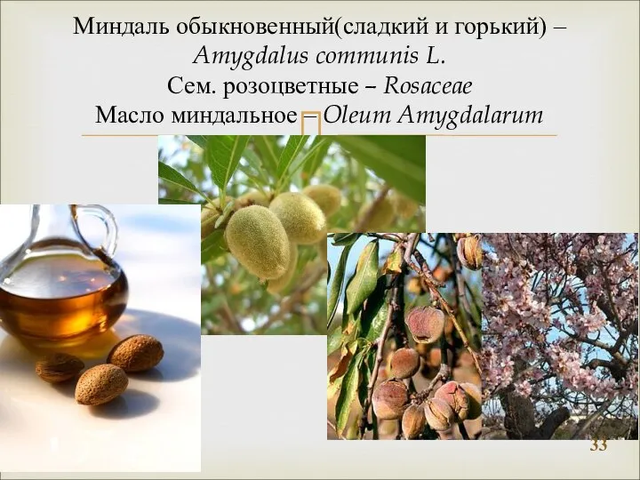 Миндаль обыкновенный(сладкий и горький) – Amygdalus communis L. Сем. розоцветные –