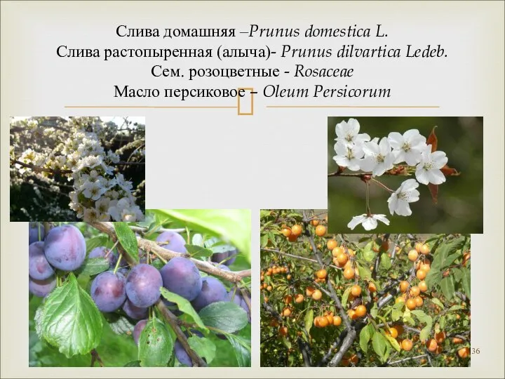 Слива домашняя –Prunus domestica L. Слива растопыренная (алыча)- Prunus dilvartica Ledeb.