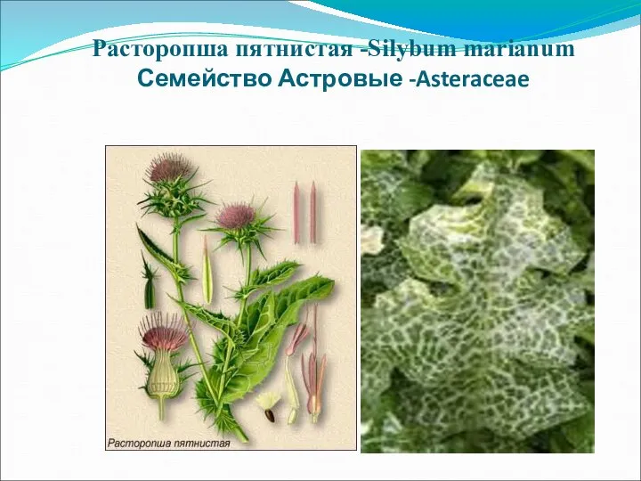 Расторопша пятнистая -Silybum marianum Семейство Астровые -Asteraceae