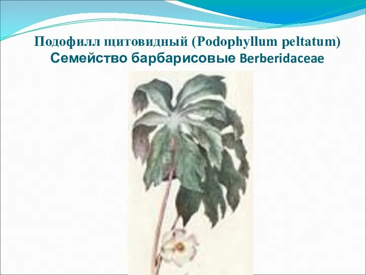 Подофилл щитовидный (Podophyllum peltatum) Семейство барбарисовые Berberidaceae