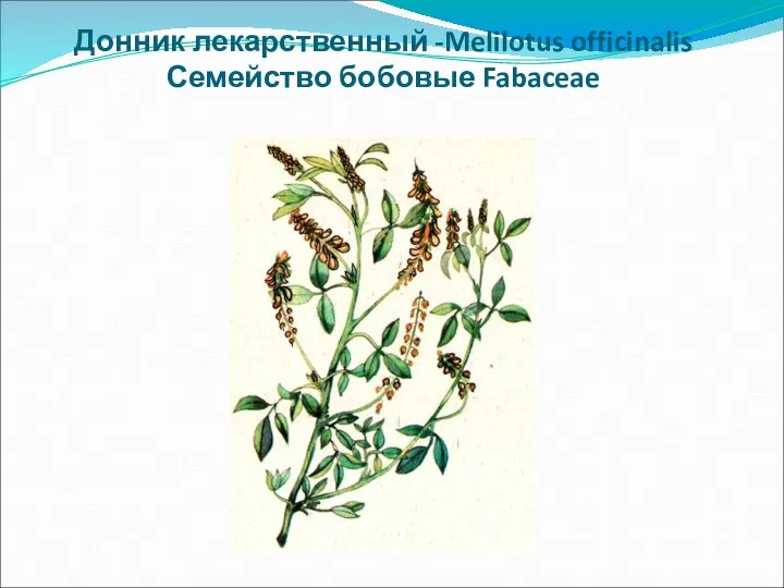 Донник лекарственный -Melilotus officinalis Семейство бобовые Fabaceae