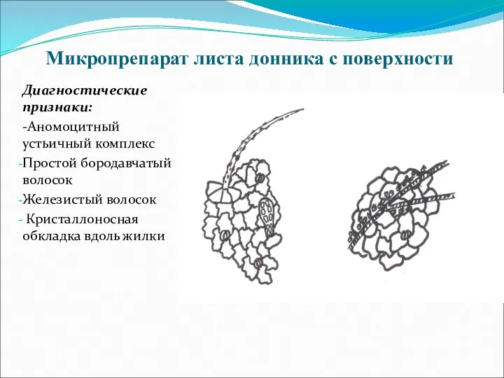 Микропрепарат листа донника с поверхности Диагностические признаки: -Аномоцитный устьичный комплекс Простой