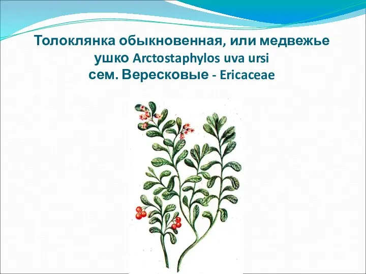 Толоклянка обыкновенная, или медвежье ушко Arctostaphylos uva ursi сем. Вересковые - Ericaceae