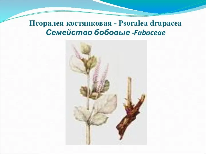 Псоралея костянковая - Psoralea drupacea Семейство бобовые -Fabaceae