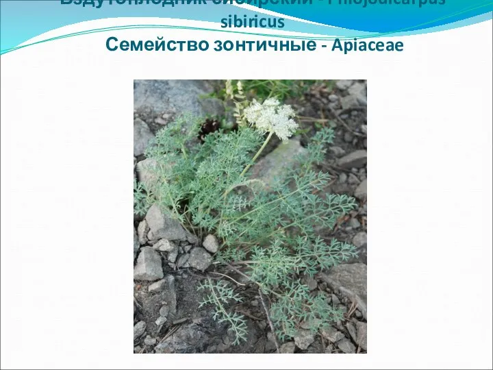 Вздутоплодник сибирский - Phlojodicarpus sibiricus Семейство зонтичные - Apiaceae