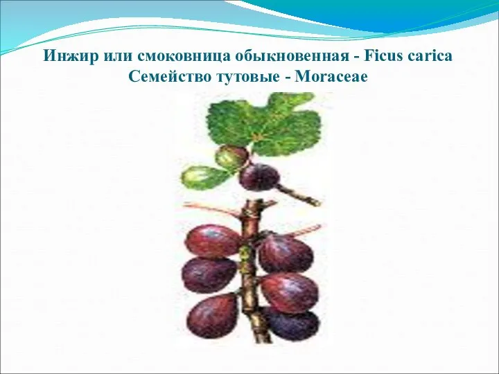 Инжир или смоковница обыкновенная - Ficus carica Семейство тутовые - Moraceae