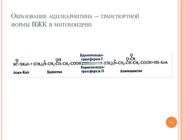 Образование ацилкарнитина – транспортной формы ВЖК в митохондрии