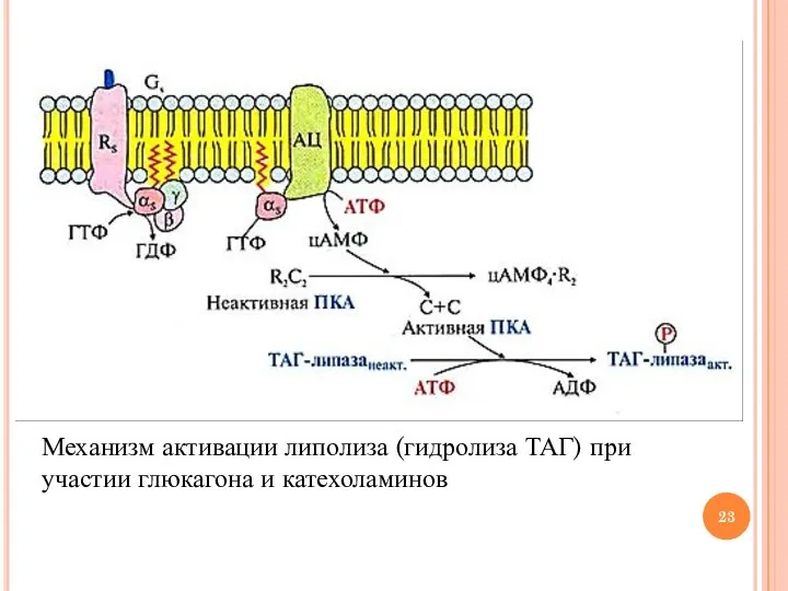Механизм активации липолиза (гидролиза ТАГ) при участии глюкагона и катехоламинов