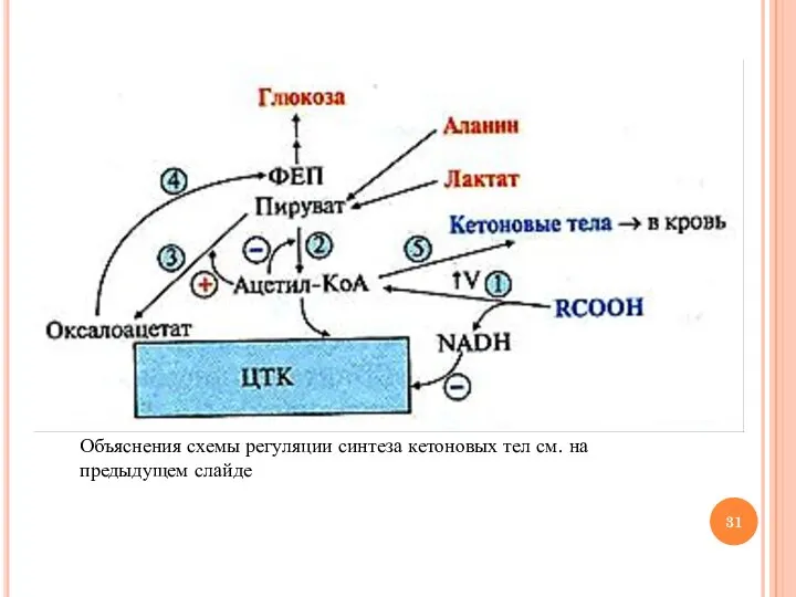 Объяснения схемы регуляции синтеза кетоновых тел см. на предыдущем слайде