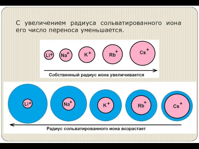 С увеличением радиуса сольватированного иона его число переноса уменьшается.