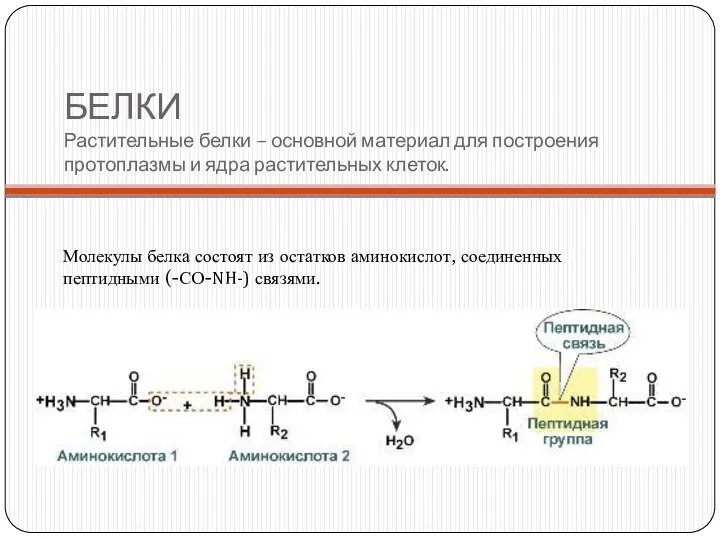 БЕЛКИ Растительные белки – основной материал для построения протоплазмы и ядра