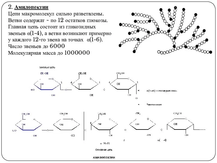 2. Амилопектин Цепи макромолекул сильно разветвлены. Ветви содержат ~ по 12