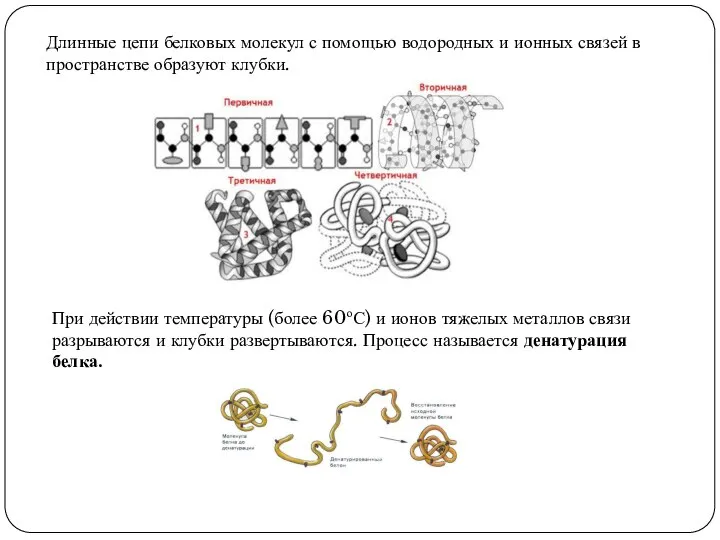 Длинные цепи белковых молекул с помощью водородных и ионных связей в