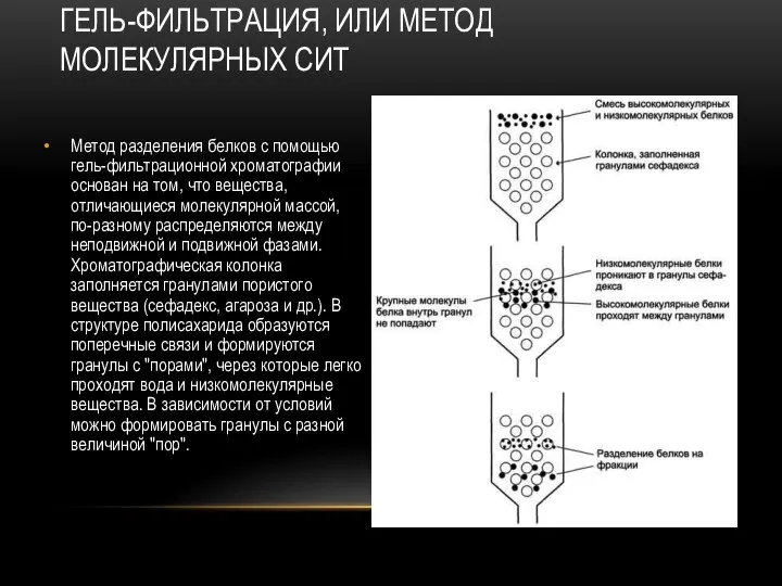 Метод разделения белков с помощью гель-фильтрационной хроматографии основан на том, что