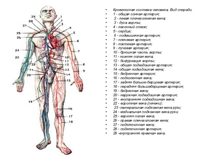 Кровеносная система человека. Вид спереди. 1 - общая сонная артерия; 2
