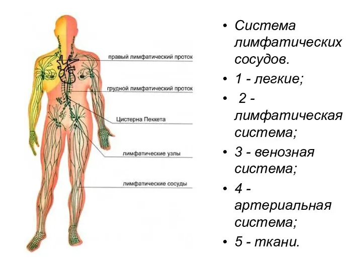 Система лимфатических сосудов. 1 - легкие; 2 - лимфатическая система; 3
