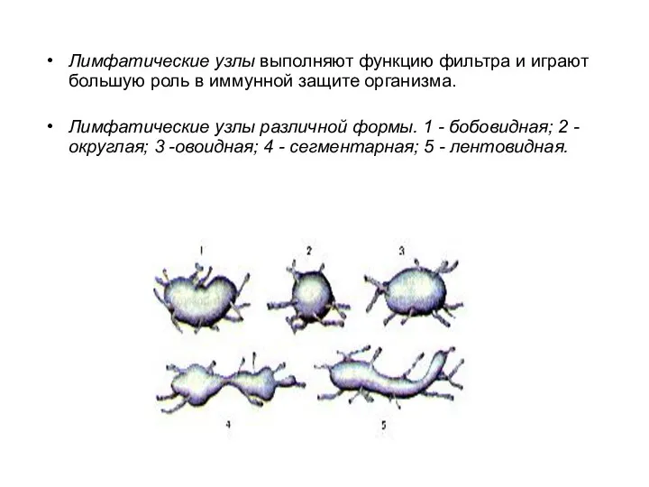 Лимфатические узлы выполняют функцию фильтра и играют большую роль в иммунной