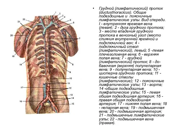 Грудной (лимфатический) проток (ductusthoracicus). Общие подвздошные и поясничные лимфатические узлы. Вид