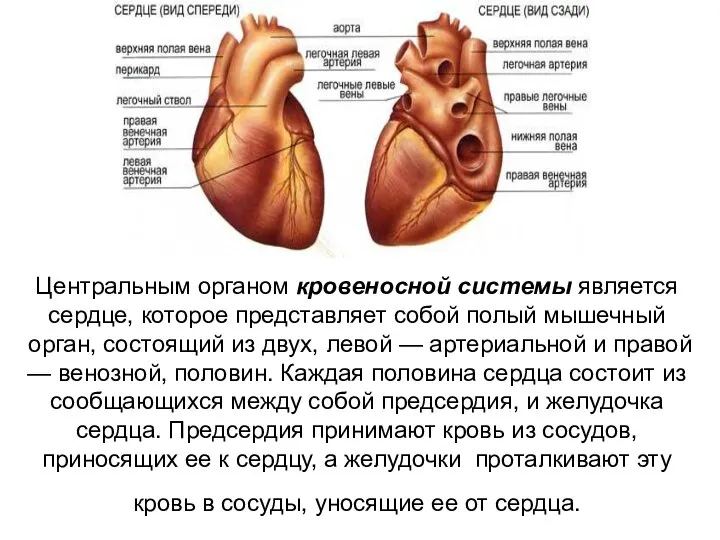 Центральным органом кровеносной системы является сердце, которое представляет собой полый мышечный