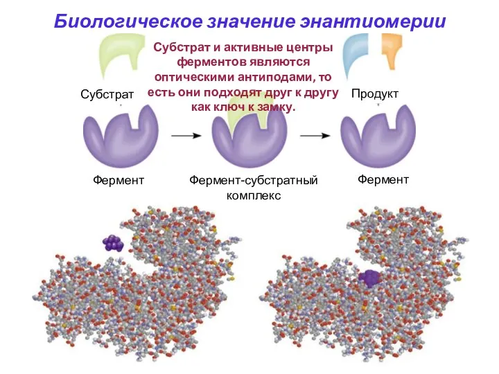 Субстрат и активные центры ферментов являются оптическими антиподами, то есть они