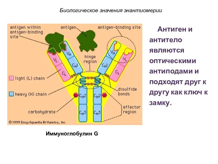 Биологическое значения энантиомерии Антиген и антитело являются оптическими антиподами и подходят