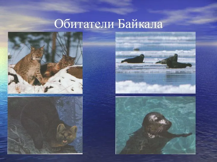 Обитатели Байкала