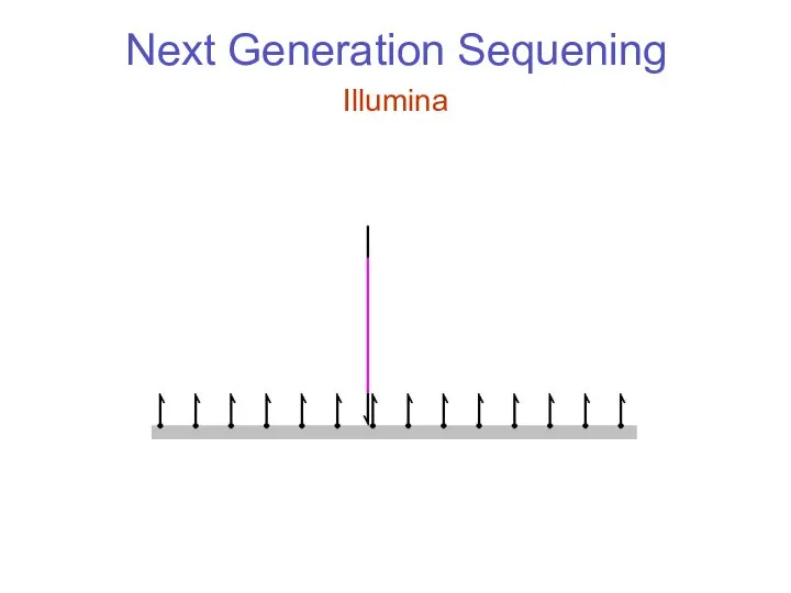 Next Generation Sequening Illumina