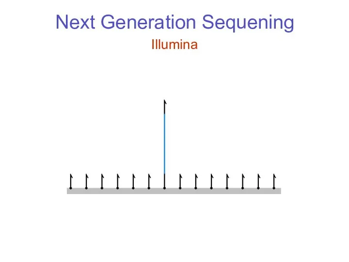 Next Generation Sequening Illumina