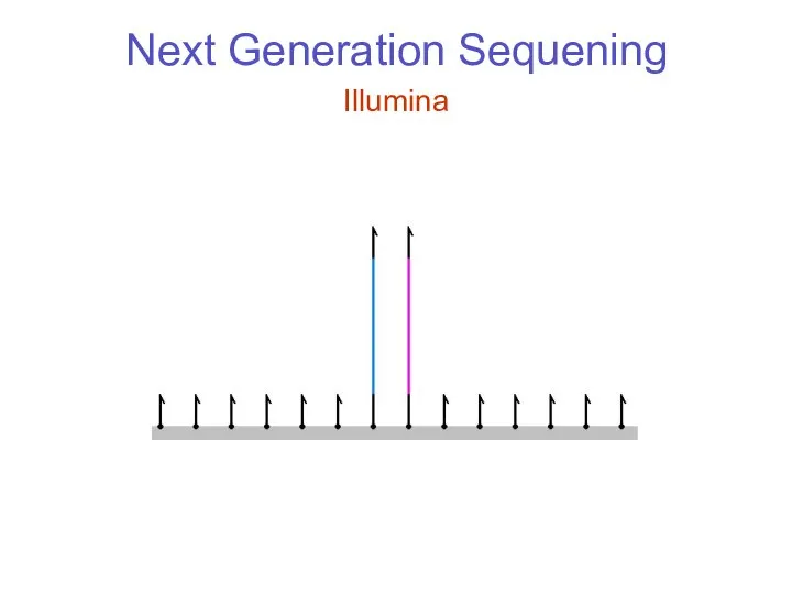 Next Generation Sequening Illumina