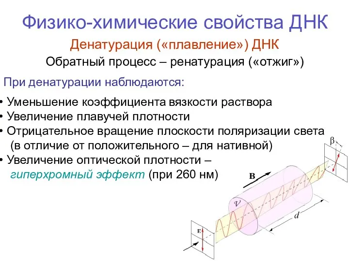 Физико-химические свойства ДНК Денатурация («плавление») ДНК При денатурации наблюдаются: Уменьшение коэффициента