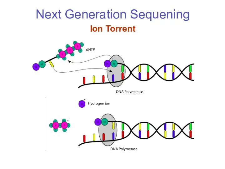 Next Generation Sequening Ion Torrent