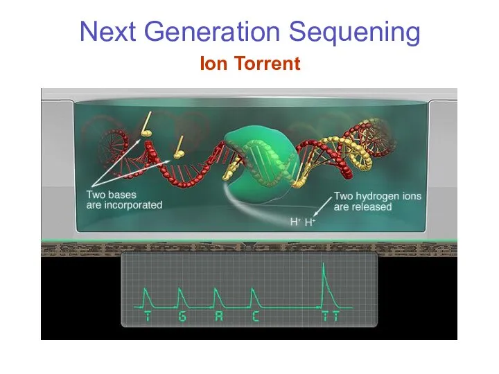 Next Generation Sequening Ion Torrent