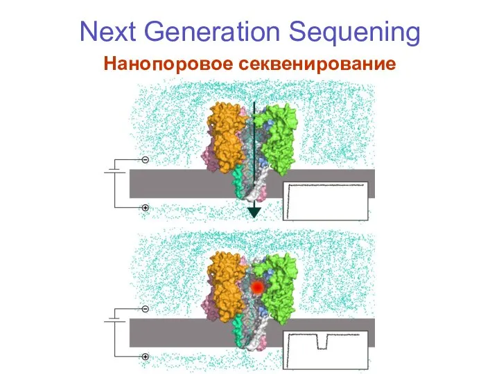Next Generation Sequening Нанопоровое секвенирование