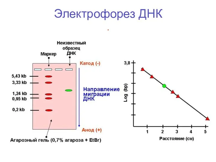 Электрофорез ДНК .