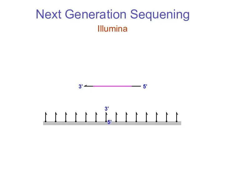 Next Generation Sequening Illumina