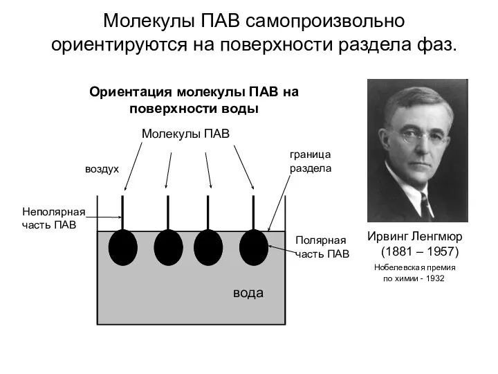 Молекулы ПАВ самопроизвольно ориентируются на поверхности раздела фаз. Ирвинг Ленгмюр (1881