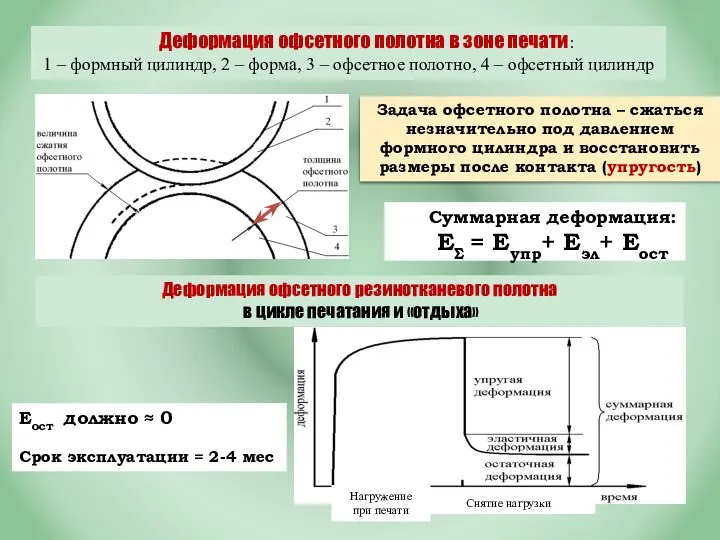 Деформация офсетного полотна в зоне печати: 1 – формный цилиндр, 2