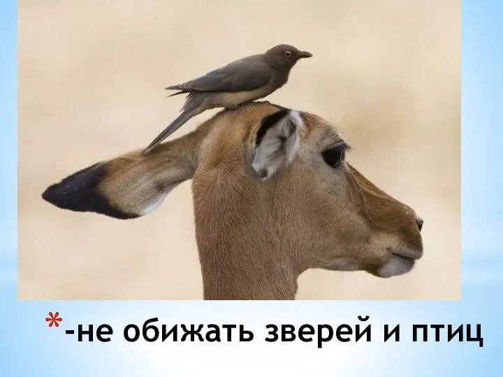 -не обижать зверей и птиц