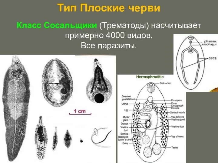 Тип Плоские черви Класс Сосальщики (Трематоды) насчитывает примерно 4000 видов. Все паразиты.